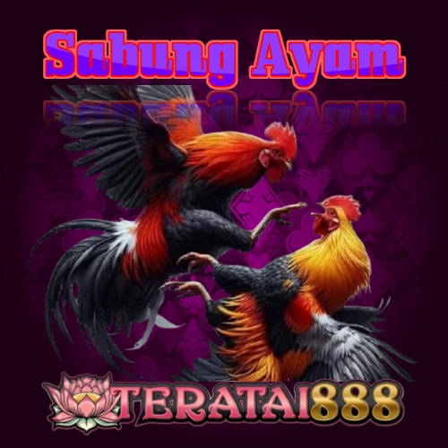 sabung ayam
